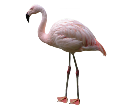 Real Pink White Flamingo Transparent Hd PNG Images