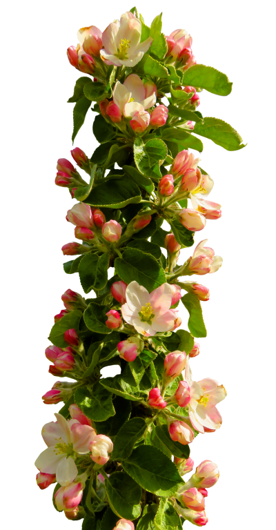 Download FLOWER Free PNG transparent image and clipart