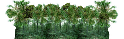 Forest Transparent Image PNG Images