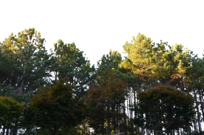 Forest Clipart PNG File 15 PNG Images