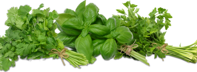 Herbs Clipart HD PNG Images