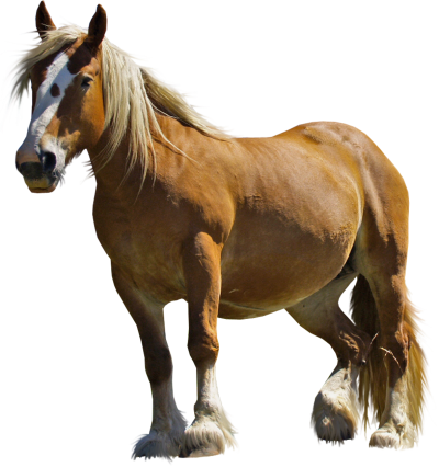 Middle Horse Hd Image PNG Images