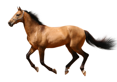 Running Horse Clipart Transparent PNG Images