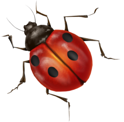Ladybug Icon Clipart PNG Images