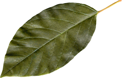 Leaf Transparent PNG Images