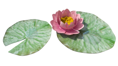 Lily Transparent PNG Images