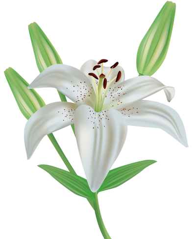 Lilies Images PNG PNG Images