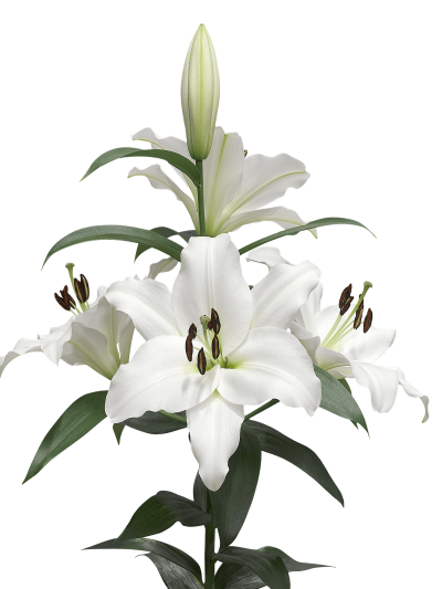 Lilies Background PNG Images
