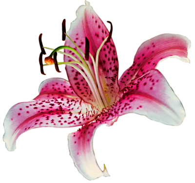 Lily Flower Vector PNG Images