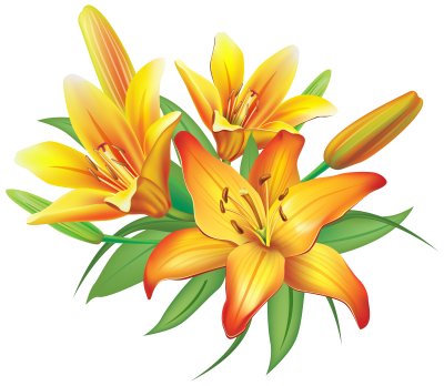 Lily PNG Icon PNG Images