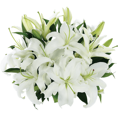 Flower Lily Wonderful Picture Images PNG Images