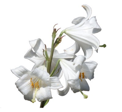 White Lily Clipart HD PNG Images