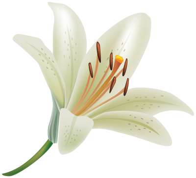 Lilies Flower Free Cut Out PNG Images