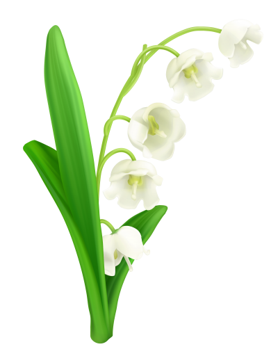 Valley Flower Lily Clipart Photo PNG Images