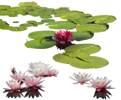 Water Lily Photos PNG Images