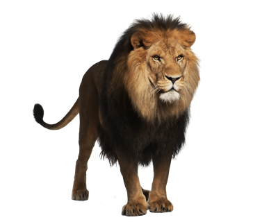 Lion Amazing Image Download PNG Images