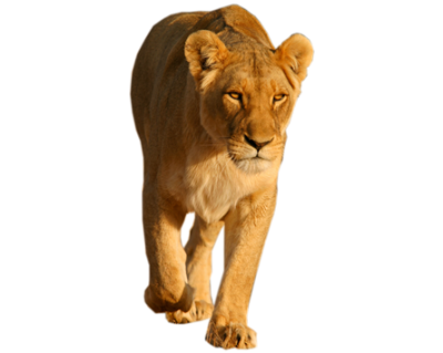 Lion PNG Picture PNG Images