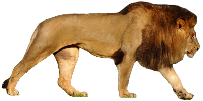 Lion Transparent Background PNG Images