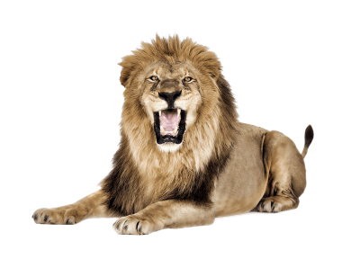 Download Lion PNG PNG Images