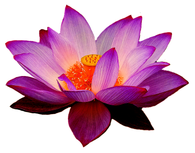 Lotus Wonderful Picture Images PNG Images