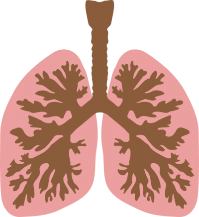 Domain Lungs Clipart Pic PNG Images