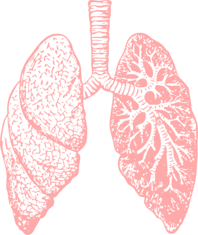 Light Lungs Png Transparent Image PNG Images