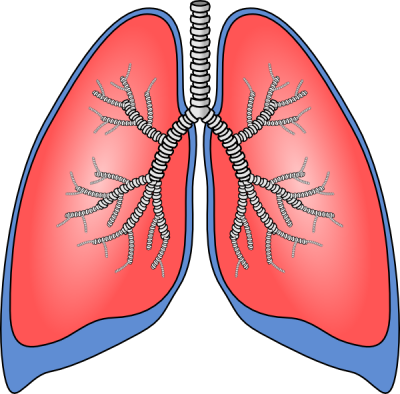 Lungs Clip Art At Photo PNG Images
