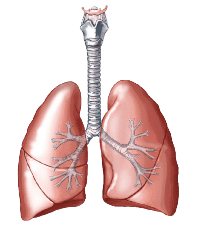 Lungs Drawing Png Image Pictures PNG Images