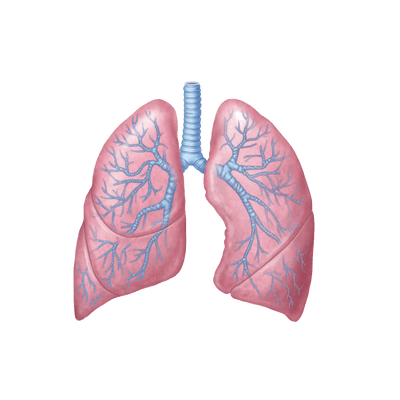 Lungs Drawing Transparent Png PNG Images