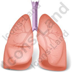 Lungs Icon, Png PNG Images