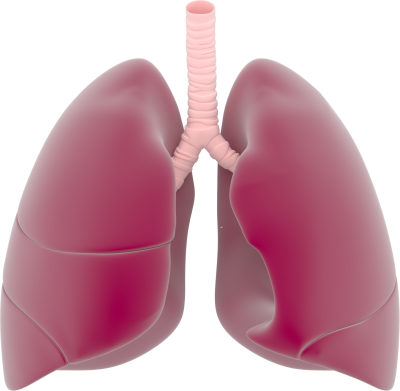 Lungs Png PNG Images
