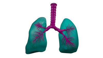 Lungs Png Pictures PNG Images