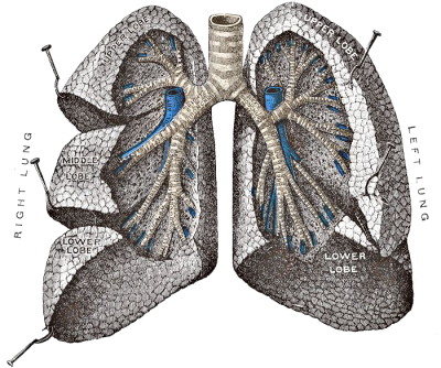 Lungs Png Transparent PNG Images