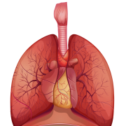 Lungs Png Transparent Pic PNG Images