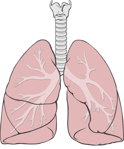 Transfer Systems Lungs Png PNG Images