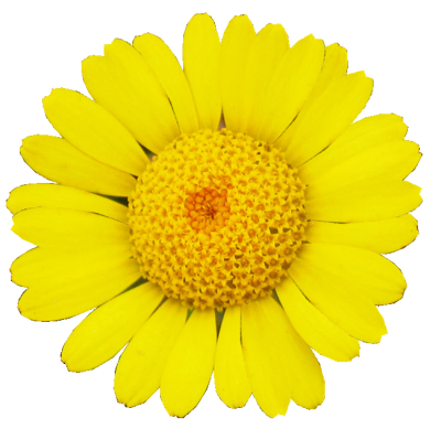 Margarita Daisy Picture PNG Images