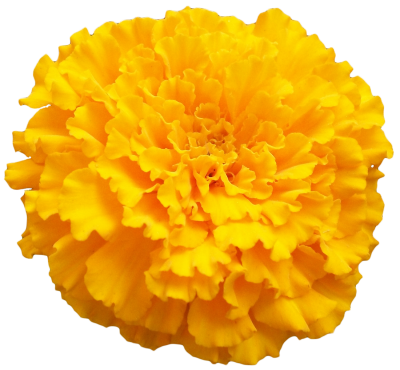 Marigold Vector 5 PNG Images