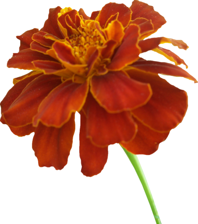 Marigold Vector PNG Images