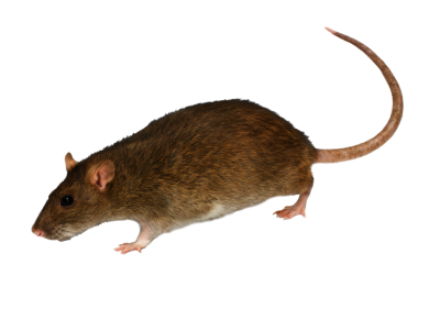 Side View Real Mouse Transparent Hd Download, Animal PNG Images