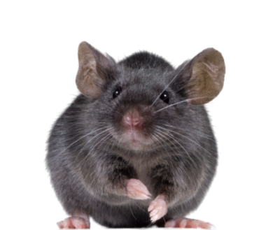 Cute Black Mouse Png Clipart Free Download PNG Images