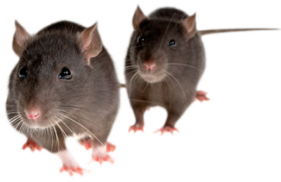Twin Mouse Photo Clipart Png Download PNG Images
