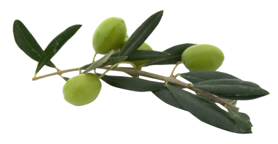 Olive Png Picture PNG Images