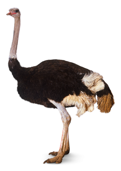 Animals, Earth, Ostrich Png PNG Images