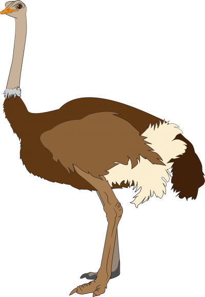 Clipart Ostrich Images PNG Images
