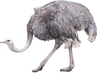 Grey Ostrich Png Images PNG Images