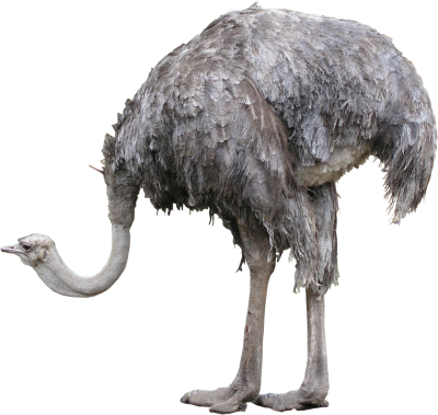 High Quality Standing Ostrich Png PNG Images