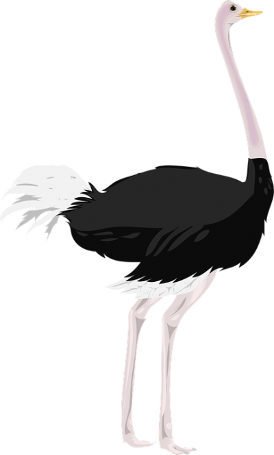 Natural Ostrich Png Image PNG Images
