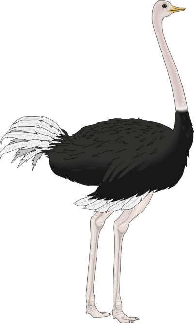 Ostrich Clipart Pic PNG Images
