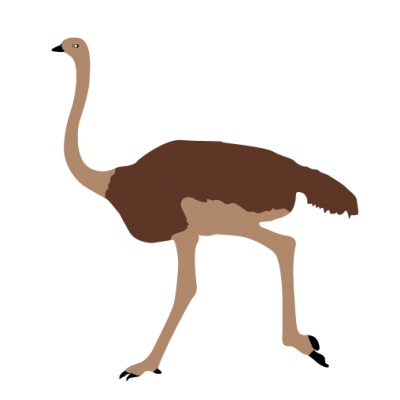 Ostrich Image Clipart Animals PNG Images