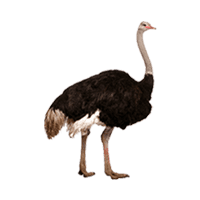 Ostrich Png PNG Images